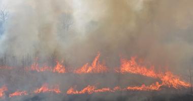 Blog post Does Homeowners Insurance Cover Wildfire Damage?