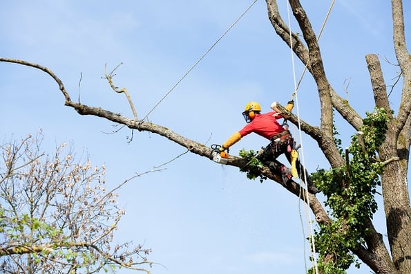 Arbortist cutting large branch