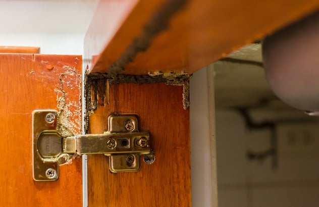 Cabinet door with termite mud tube