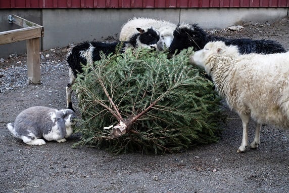 Christmas tree with farm animals