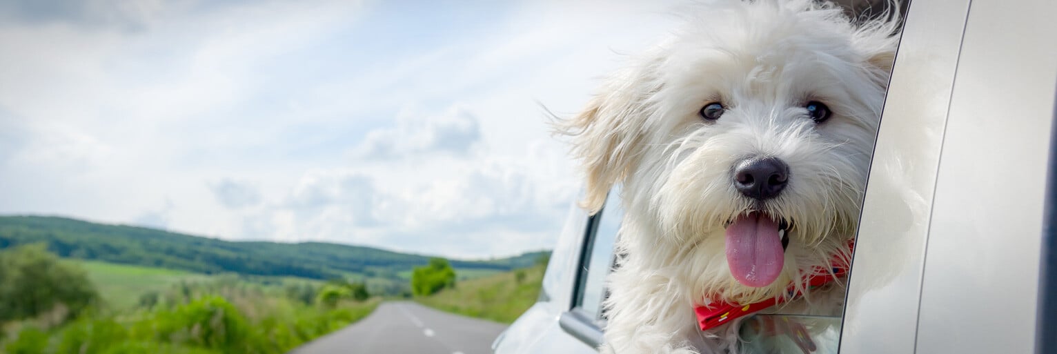 dog panting outside car window with mountains in the background