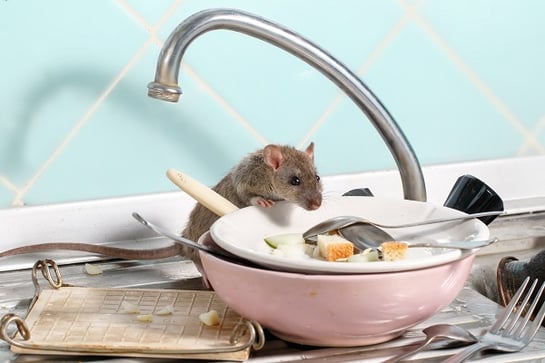 Mouse exploring dirty dishes near kitchen sink