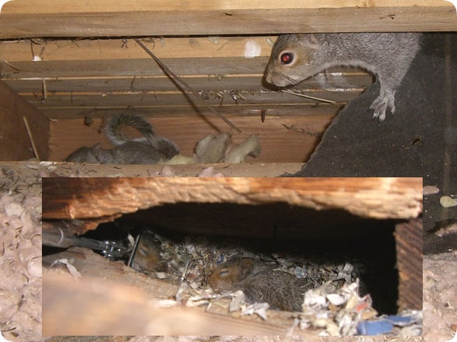 Squirrels nesting in a home attic