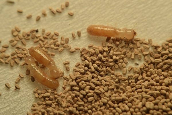 Termite frass on surface