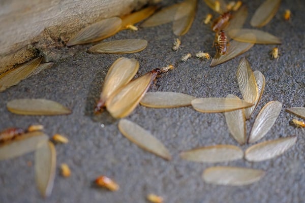 Termite swarmers on floor