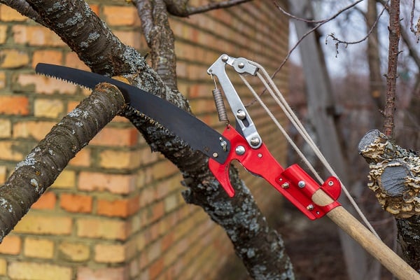 Tree branch being trimmed with hand saw extension