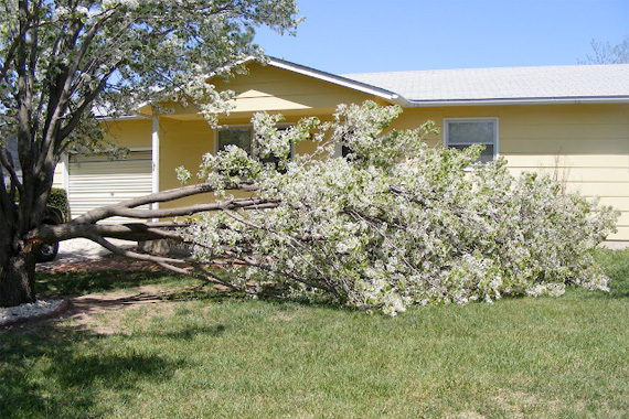 bad-trees-bradford-pear