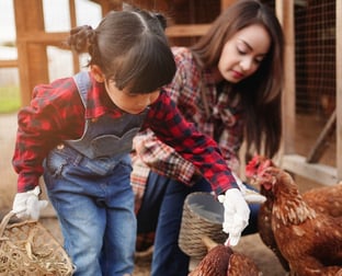 hispanic mother and child feeding chickens in chicken house