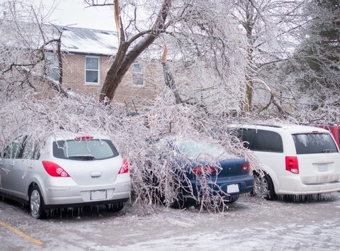 iceytrees