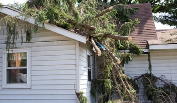 Tree damaged home