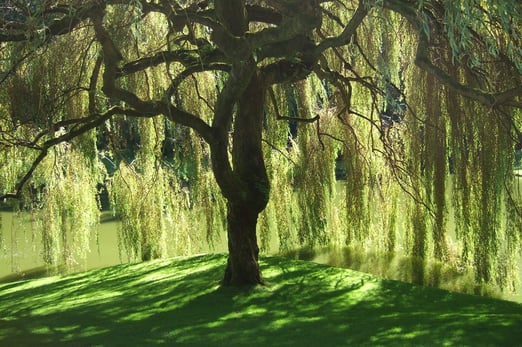 willow-tree