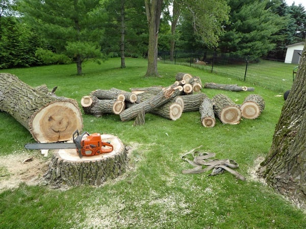 wood pile left from cut tree